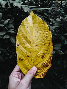 Person Holding Yellow Leaf thumbnail