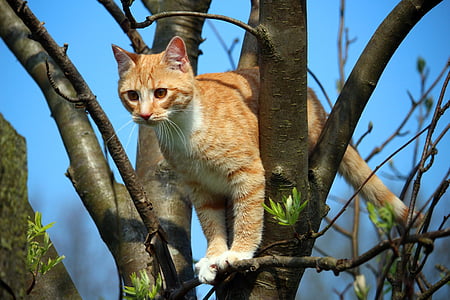 orange Tabby cat on tree branch during daytime thumbnail