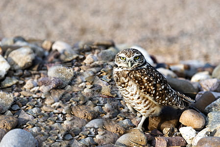 wildlife photography of brown and white owl thumbnail