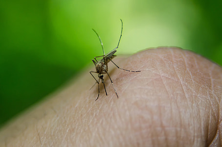 black mosquito bites on human finger in focus photography thumbnail
