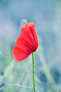 red poppy flower thumbnail