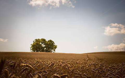 photo of green tree during daytime thumbnail