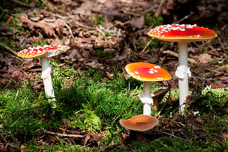 three red-and-white fungus near dried leafs thumbnail