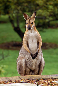 kangaroo standing near trees thumbnail
