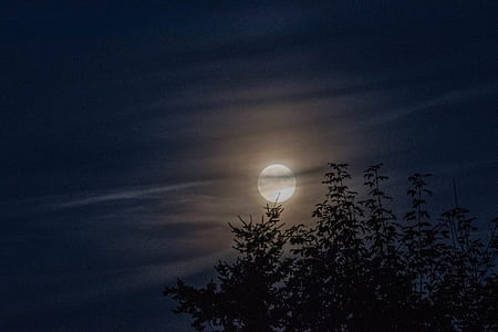 silhouette of trees at night thumbnail