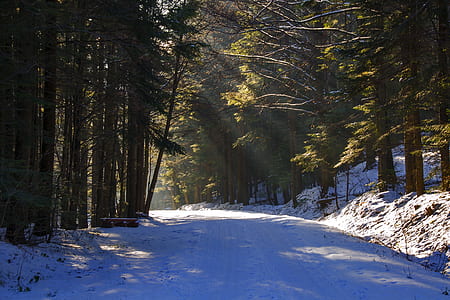 snow covered road between green leafed treess thumbnail