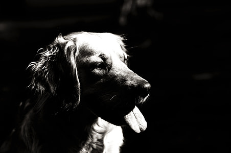 grapscale photo of adult golden retriever thumbnail