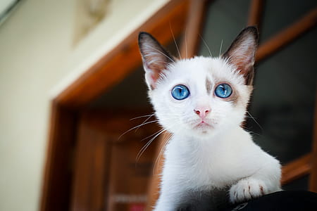 selective focus photography of white blue-eyes kitten thumbnail