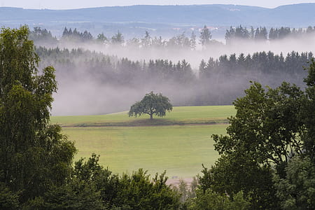 landscape photography of foggy forest thumbnail