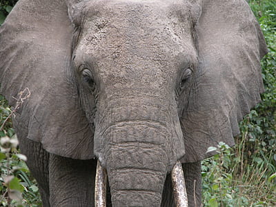 gray elephant statue thumbnail