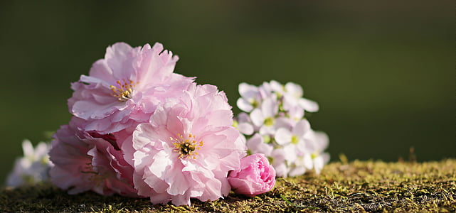 pink roses in closeup photography thumbnail