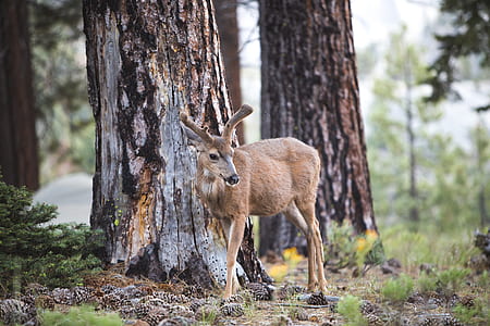 brown deer beside brown tree on green grass thumbnail