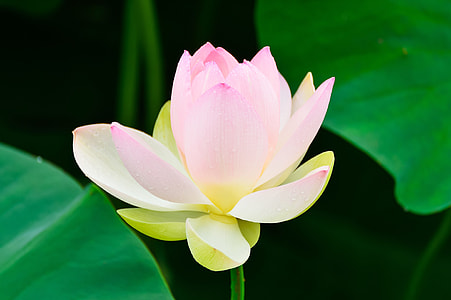 pink and white lotus flower in close-up photography thumbnail