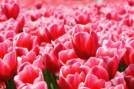 Red tulips in field thumbnail