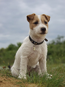 selective focus photo of Parson Russell terrier puppy on grass thumbnail