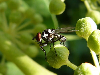 selective focus photography of fly on plant thumbnail