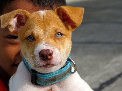closeup of short-coated white and brown puppy wearing blue collar thumbnail