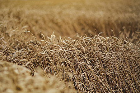 Golden grain thumbnail