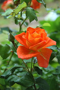 shallow focus photography of orange rose thumbnail