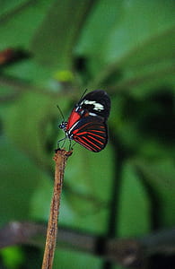 black and red butterfly perching on brown twig in selective-focus photography thumbnail