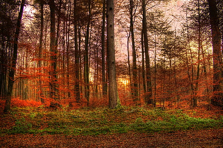 trees near plants in forest thumbnail