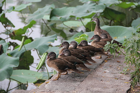 family of ducks near taro plants thumbnail