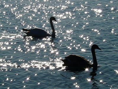 2 Swan on Body of Water thumbnail