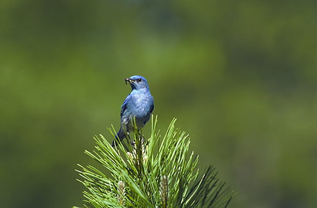 blue bird perching on green leafed plant thumbnail