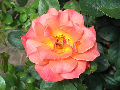 close-up photo of orange rose flower thumbnail