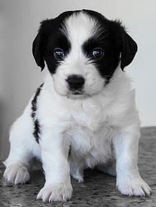medium-coated white and black puppy thumbnail