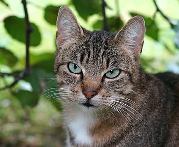closeup photography of brown tabby cat thumbnail