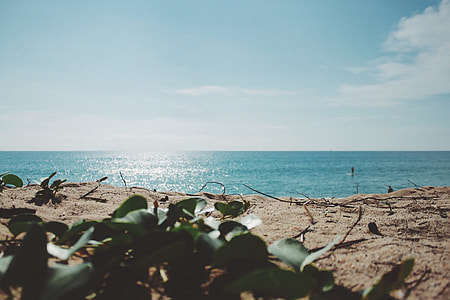 green leaves on sand nearby beach during day time thumbnail