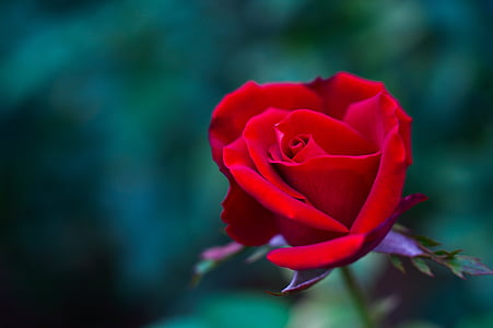 red rose in tilt shift lens photography thumbnail