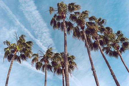 low-angle photography of palm trees thumbnail