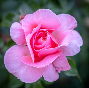 pink rose flower thumbnail