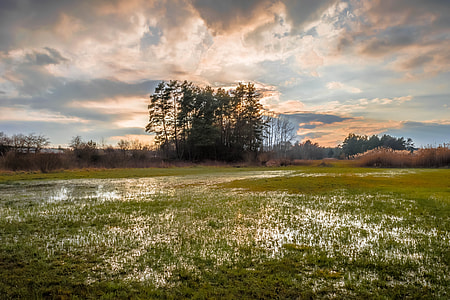 trees on grass field under cloudy sky thumbnail