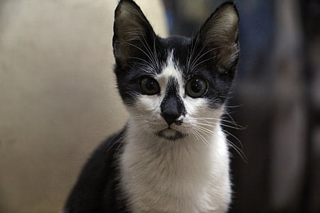 tan and white cat looking straight thumbnail