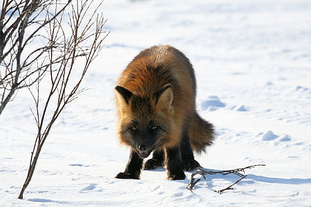 brown fox on snow field thumbnail