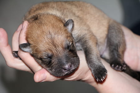 person holding brown and black puppy thumbnail