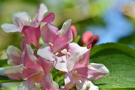 selective focus photograph of pink petaled flower thumbnail