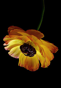 macro photography of yellow poppy flower thumbnail
