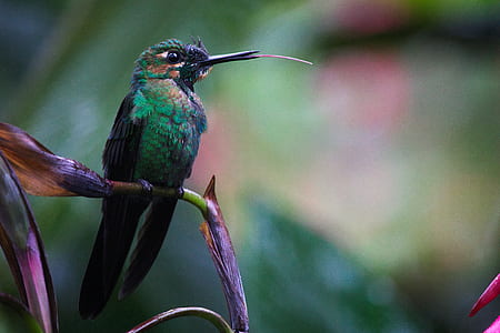 bird, humming bird, feathers, wild thumbnail