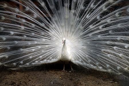 open tailed of white peacock thumbnail