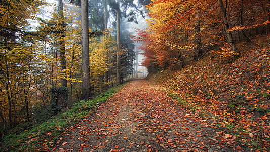 landscape photo of pathway between trees thumbnail