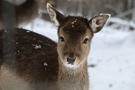 photo of brown deer thumbnail