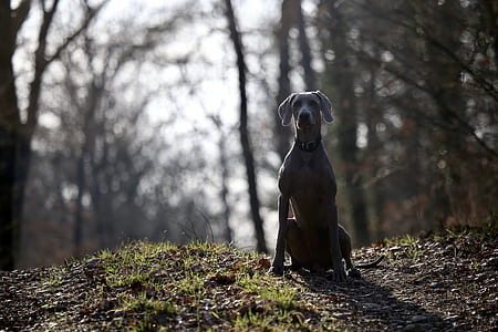 short-coated gray dog seating on field thumbnail