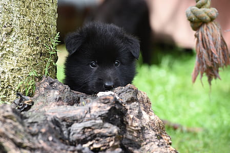 long-coated black puppy hiding on brown wood close-up photo during daytime thumbnail