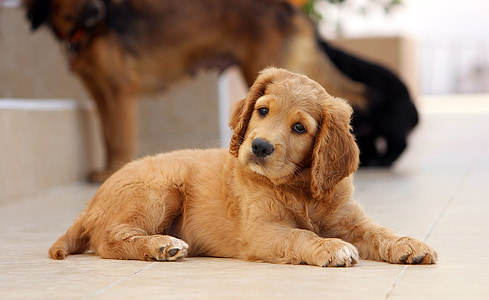 golden retriever lying on brown concrete flooring thumbnail