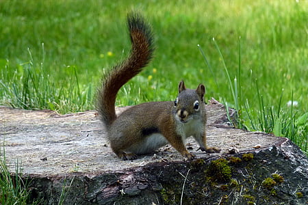 squirrel on tree trunk thumbnail