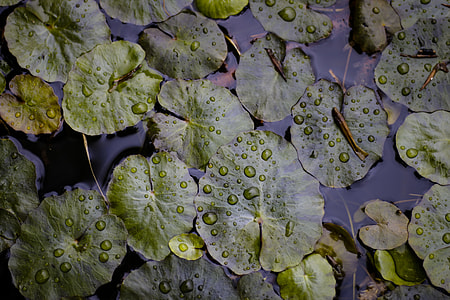 water lily on body of water thumbnail